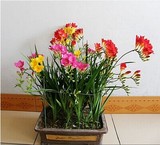 桌面盆栽花卉植物种子 香雪兰种球 重瓣 小苍兰 球根花卉当年开花
