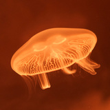 海月水母活体观赏宠物梦幻神奇彩色透明减压情调真正海月水母活体
