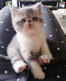 【薄荷猫】CFA注册 异国短毛猫 宠物猫 加菲猫幼猫 蓝白MM
