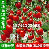 50粒装蔬菜种子 阳台盆栽樱桃番茄种子水果种子 红/黄/紫圣果种子