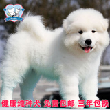 西伯利亚双血统纯种萨摩耶幼犬出售狗狗 高品质宠物狗大白熊狗