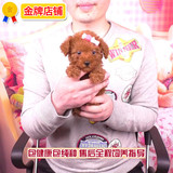 [寻找天使]6900韩系茶杯泰迪犬宠物狗狗活体玩具贵宾幼犬红棕色