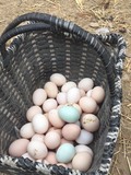 陕西九嵕山农家纯天然生态散养新鲜土鸡蛋 45枚