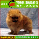 纯种博美犬 黄色俊介犬 幼犬出售 超小体茶杯犬 哈多利宠物狗狗36