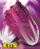 紫宝紫白菜 特色大白菜种子 紫色蔬菜  春秋 种植蔬菜基地包邮