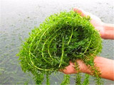伊乐藻 吃不败 水族水草 湿地工程水草  沉水植物 虾蟹养殖 25斤