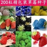 进口草莓种子水果/果树种子盆栽200粒红/白/黑草莓/蔬菜种子