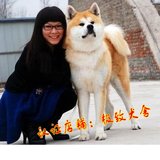 纯种秋田犬 幼犬出售 赛级双血统美系日本柴犬 健康家养宠物狗90