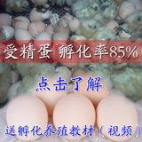 江西泰和乌鸡种蛋受精蛋黑白凤乌骨鸡种蛋孵化小鸡苗 绿壳受精蛋