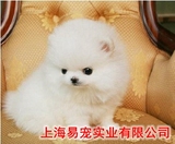 超小博美犬幼犬哈多里球型博美买卖长不大的宠物狗白色球体俊介S
