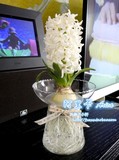 风信子小轩 水培盆  个性水培盆 花瓶花器《阿里卡》540G包邮