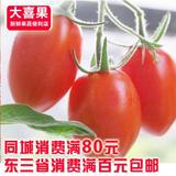 小柿子新鲜柿子凤珠小番茄圣女果纯生态水果草莓番茄东港409番茄