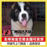 支持淘宝交易宠物狗出售巨型圣伯纳犬纯种圣伯纳幼犬救援犬狗狗