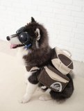 北京包邮 全国控价 Daisuki大中型犬狗背带胸背包自背包宠物背