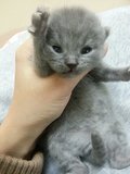 英国短毛猫英短小猫蓝猫宠物活体宠物猫短毛猫宠物猫咪公