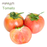 泰生农场有机大番茄西红柿500g mahota新鲜有机蔬菜上海同城配送