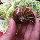 天然海螺化石 鹦鹉螺 发财螺 矿物标本 奇石收藏 特价