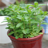 食用香草 盆栽室内桌面绿植花卉 柠檬香水薄荷苗 非常好养植物