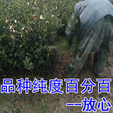 长林系列高产嫁接油茶树苗实生山茶苗中大果出油率极高山茶籽苗木
