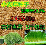 2015新鲜农家有机小麦粒小麦种子小麦草可榨汁 能发芽苗菜 500g包