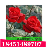 低价促销正品食用玫瑰花苗切花月季 的切花月季玫瑰3年苗