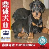 北京犬舍出售改良德系罗威纳犬狗狗纯种幼犬赛级家养宠物货到付款