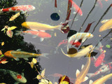 冷水鱼纯种日本 红白 三色 大正 白写昭和小锦鲤鱼苗观赏鱼活体鱼