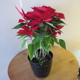 一品红盆栽绿植物室内花卉办公桌面小型净化空气阳台开花 圣诞花