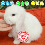 【省内包邮】白色美系迷你垂耳兔折耳兔纯种宠物兔子活体包活疫苗