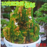 盆景草 假山草种子观叶植物山石草上水石小草盆景装饰花草100粒装