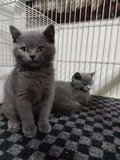 英国短毛猫 宠物猫活体公母  幼崽蓝猫宠物 纯种蓝猫 英短蓝猫