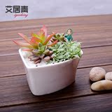 艾居青 创意多肉植物组合套餐盆栽办公室内桌面绿植净化空气礼物