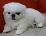 出售纯种北京京巴幼犬赛级宫廷犬超可爱长不大雪白的宠物狗狗48