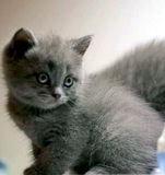 苏小猫咪宠物猫活体纯种英短圆脸英国短毛蓝猫幼猫母猫可全国空运