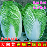 蔬菜种子冬季阳台盆栽 胶蔬秋季王 改良型胶州大白菜种子 青菜籽