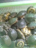 2014最新小巴西龟 小巴西彩龟 宠物水龟 活体乌龟 小乌龟公母一对