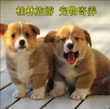桂林市自驾游宠物店 狗狗猫咪寄养 主人开心旅游 宠物安全托付