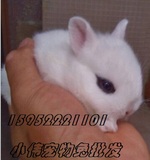 【纯白侏儒海棠兔】纯种宠物兔宝宝活体 荷兰 垂耳兔道奇兔猫猫兔