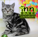 银虎斑美国短毛猫 虎斑猫咪 宠物猫 南京客栈猫舍宠物猫店 美短