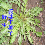 东北山菜山野菜 中药材 婆婆丁 蒲公英 种子 50克 2015年新种子