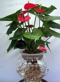 包邮 花卉盆栽/水培植物一帆风顺 白掌,粉掌,红掌 净化空气绿植