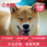 有它网 宠物狗狗双赛级血统纯种日本柴犬活体幼犬出售柴犬短毛5
