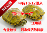 大黄金巴西龟彩龟乌龟活体宠物龟水陆龟招财龟一对10-11厘米包邮