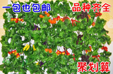 假葡萄叶子藤蔓壁挂塑料花藤吊顶装饰仿真水果蔬菜藤条装饰批发