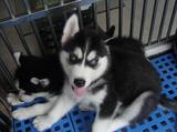 纯种赛级哈士奇犬幼犬西伯利亚雪橇犬疫苗驱虫已做保健康上海实体