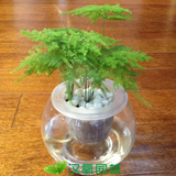 办公桌小植物 净化空气吸除甲醛 去味盆栽 水培文竹 室内好养绿植