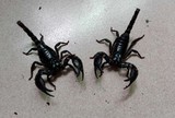 宠物活体蝎子 蝎子 雨林蝎子假帝王10-13cm左右1对1公1母包邮