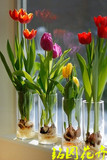 现货荷兰进口种球球根冬季花卉盆栽郁金香种球今年开花植物种子