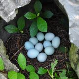 重庆土特产生态养殖乌鸡绿壳蛋土鸡蛋孕妇儿童老年30个包邮