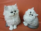 出售纯种金吉拉幼猫超萌可爱小金吉拉雪白漂亮的金吉拉